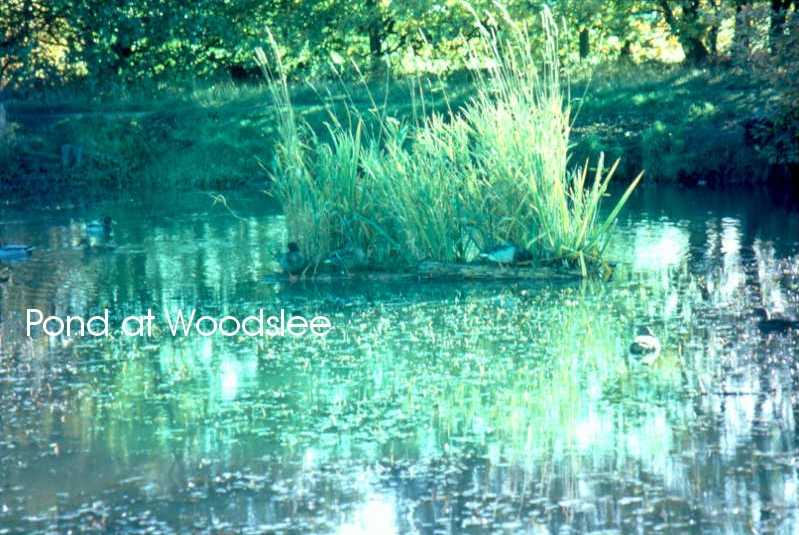 Woodslee pond